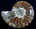 Cleoniceras (Grycia) besairiei COLLIGNON 1949 - Bild © FossNet FossilienStore